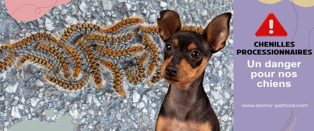 danger-des-chenilles-processionnaires-pour-les-chiens